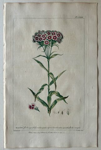 Link to  #122 Dianthus floribus aggregatisLondon, 1770  Product
