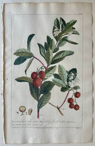 Link to  #48 Arbutus folio serratoLondon, 1770  Product