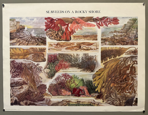 Link to &nbsp;Seaweeds on a Rocky ShoreUSA, 1977 &nbsp;Product