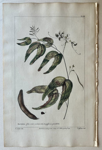 Link to  #61 Bauhinia foliis ovatoLondon, 1770  Product