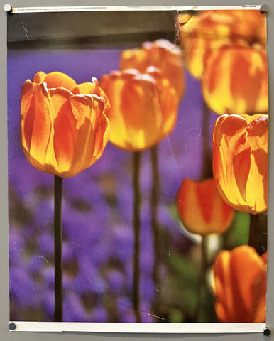 Link to &nbsp;Tulips in HollandNetherlands, c. 1990 &nbsp;Product