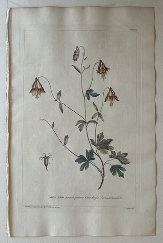 Link to  #47 Aquilegia pumila prœcox CanadensisLondon, 1770  Product
