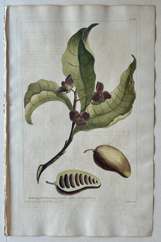 Link to  #35 Annona folliis lanceolatisLondon, 1770  Product