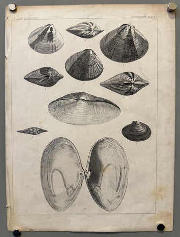 Link to &nbsp;Conchology - Plate 1U.S.A., 1856 &nbsp;Product