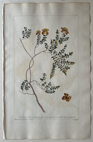 Link to  #54 Ascyrum balearicum frutescensLondon, 1770  Product