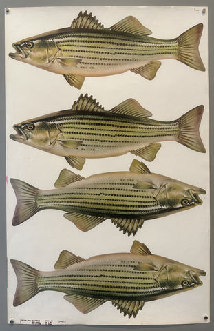 Link to &nbsp;Four Striped BassUSA, 1957 &nbsp;Product