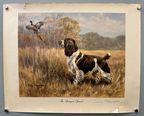 The Springer Spaniel