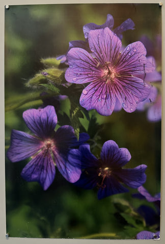 Purple Cranesbill