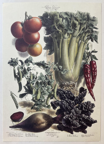Album Vilmorin Vegetable Print #41