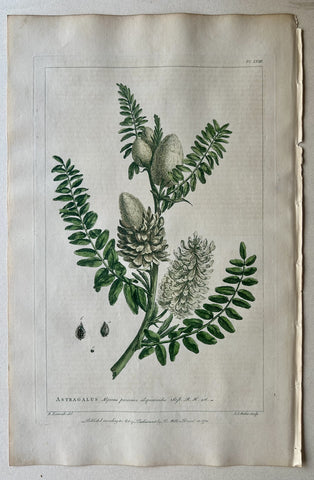 Link to  #58 Astragalus AlpinusLondon, 1770  Product