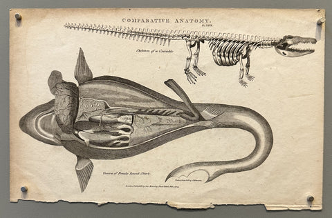 Comparative Anatomy Pl. LXVII