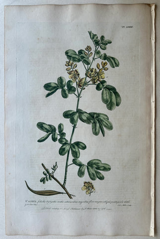 #82 Cassia foliolis
