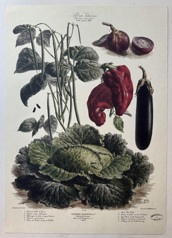Album Vilmorin Vegetable Print #44