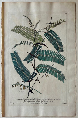 Link to  #6 Acacia, spinosa tenuifoliaLondon, 1770  Product