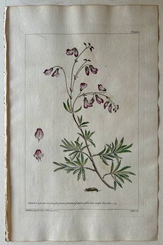 Link to  #36 Anonis purpurea verna feuLondon, 1770  Product