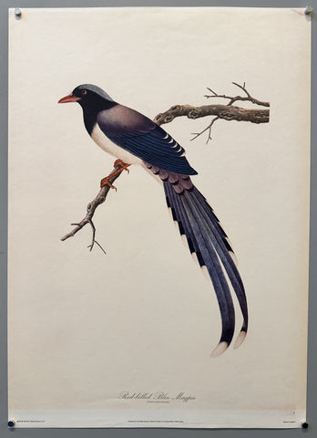 Link to &nbsp;Red-billed Blue Magpie birdUnited Kingdom, 1977 &nbsp;Product