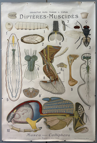Link to &nbsp;Collection Rémy Perrier & Cépède Diptères·MuscidésFrance, 1918 &nbsp;Product