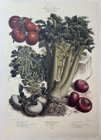 Album Vilmorin Vegetable Print #45