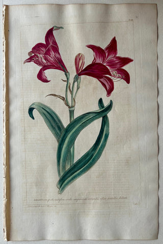 Link to  #23 Amaryllis spatha multiflora corollisLondon, 1770  Product
