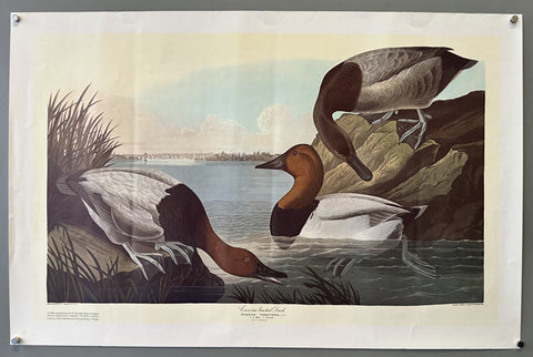 Canvas backed Duck. Fuligula vallisneria