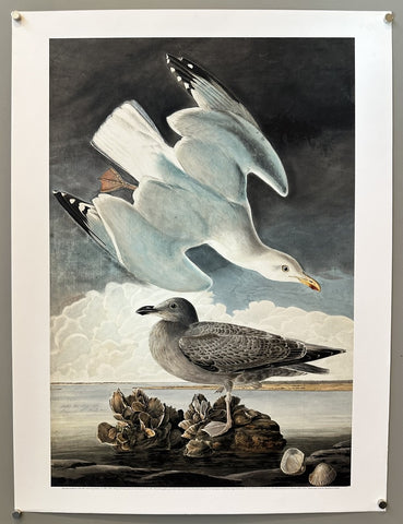 Herring Gull - Print