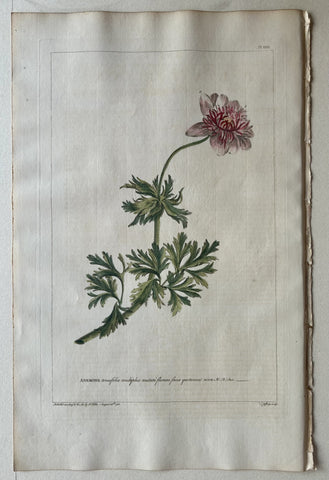 Link to  #31 Anemone tenuifoliaLondon, 1770  Product