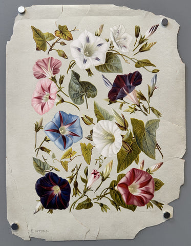 Link to &nbsp;Liserons flowersU.S.A., c.1880's &nbsp;Product