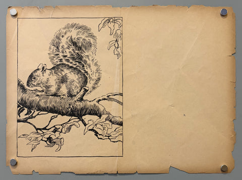 Link to &nbsp;SquirrelUnited States, c. 1950s &nbsp;Product