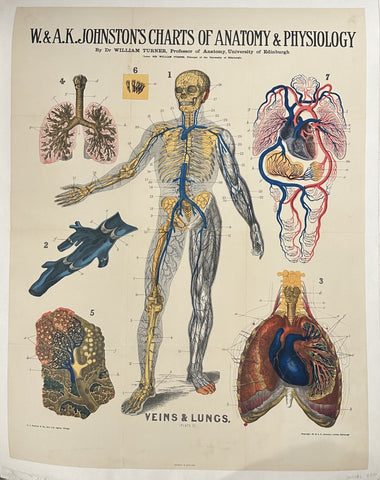 Charts of Anatomy and Physiology: Veins & Lungs