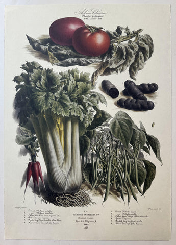 Album Vilmorin Vegetable Print #43