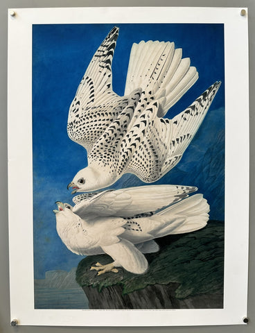 Gyrfalcon - Print