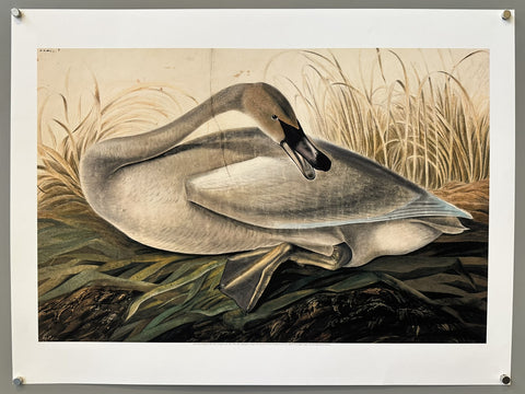 Trumpeter Swan - Print