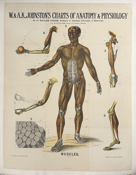 Charts of Anatomy and Physiology: Muscles – Poster Museum