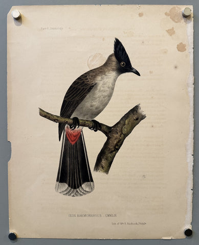 Link to &nbsp;Ixos Haemorrhous - Plate 6U.S.A., 1856 &nbsp;Product