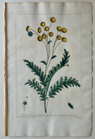 Link to  #9 Achillea foliis pinnatisLondon, 1770  Product