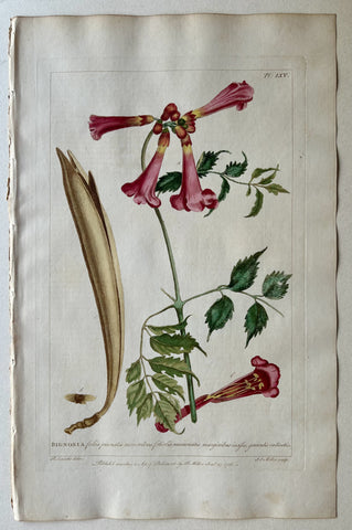 Link to  #65 Bignonia foliis pinnatisLondon, 1770  Product