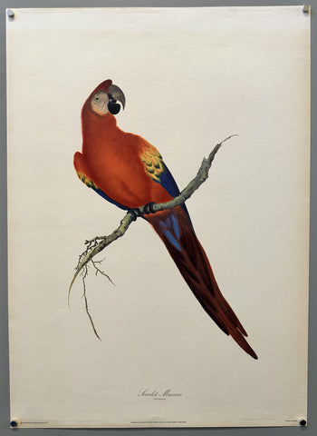 Scarlet Macaw bird