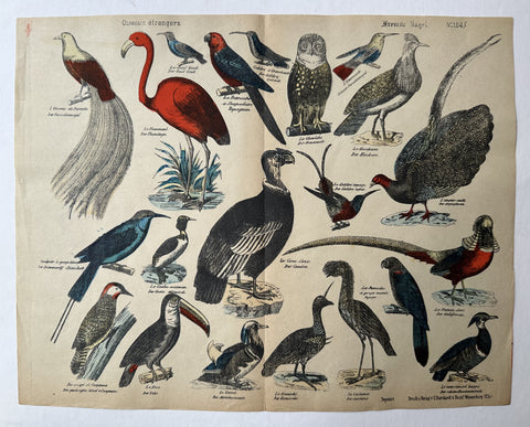 Link to  Oiseaux étrangers No. 124France/Germany, c. 1860s  Product