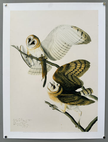 Barn Owl - Print
