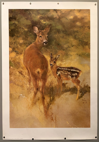 A Doe With Fawn