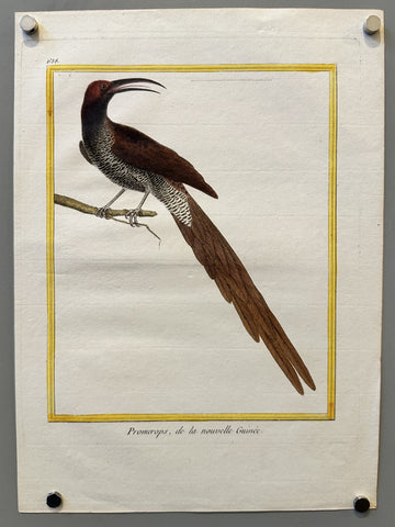 Link to &nbsp;Promerops, de la Nouvelle-GuinéeFrance, c.1800's &nbsp;Product