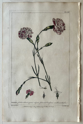 Link to  #121 Dianthus floribus solitariisLondon, 1770  Product