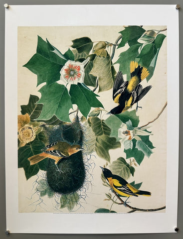 Northern Oriole - Print