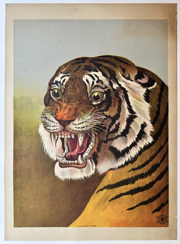 Link to &nbsp;Roaring tigerItaly, c.1910's &nbsp;Product