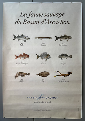 La Faune Sauvage du Bassin d'Arcachon #1