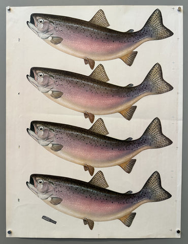 Four rainbow trout