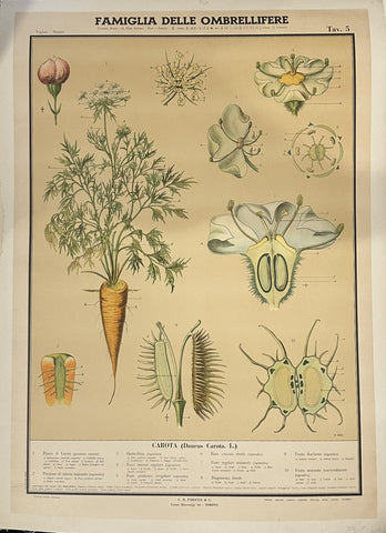 Link to  Famiglia delle OmbrellifereItaly, c. 1920  Product
