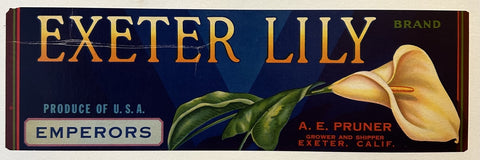 Exeter Lily Brand Emperors