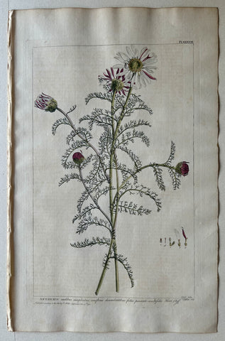 Link to  #38 Anthemis caulibus simplicibusLondon, 1770  Product