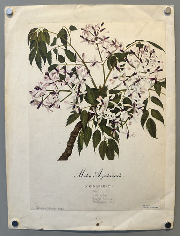 Link to &nbsp;Melia AzedarachU.S.A., c.1890's &nbsp;Product